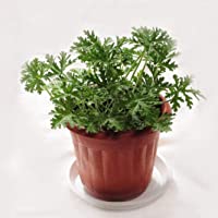 GBAIRIY Semillas 100 piezas de semillas de plantas de citronela Mozzie Buster repelente de mosquitos decoración de…